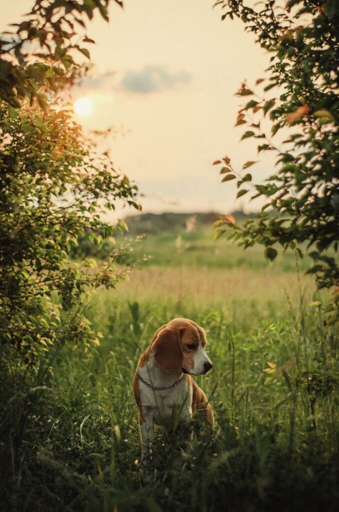 A beagle dog sitting in a grassy field during sunset, surrounded by lush greenery.