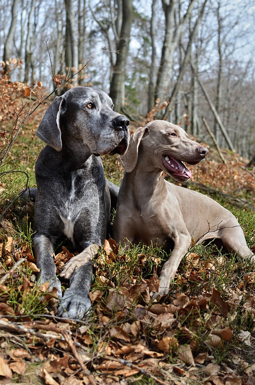 animals, dogs, portrait, weimaraner, nature, days, pets, dane