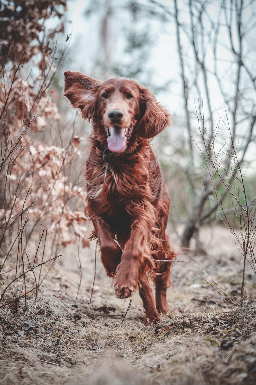 dog, irish, setter, animal, pet, nature, mischievous, forest, hunting, hunting dog, dog training