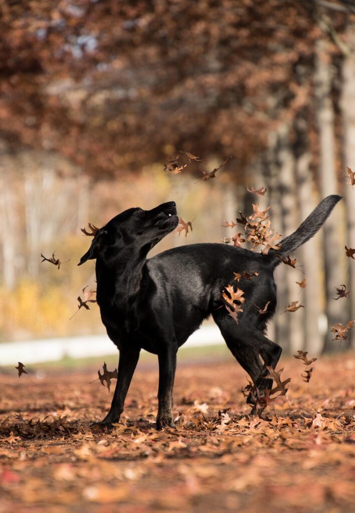 labrador retriever, dog, playing, outdoors, labrador, pet, black dog, animal, mammal, domestic dog, canine, nature, playful, park