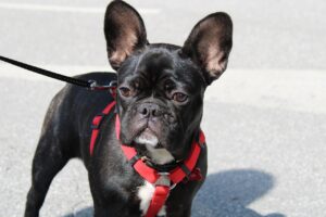 dog, pet, canine, animal, leash, fur, snout, outdoor, mammal, dog portrait, nature, animal world