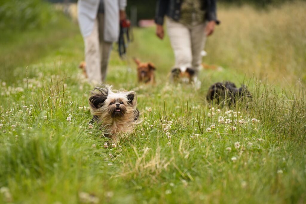 Adorable terrier puppy running joyfully in a lush green field with people walking behind.