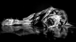 Monochromatic image of a dog peacefully sleeping indoors, reflecting serenity.
