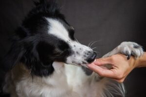 Close-up of a cute black and white dog licking a human's hand, showing affection.