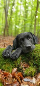 Cute black Labrador retriever lying on moss-covered ground in a vibrant forest.