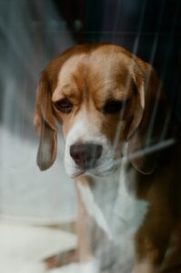 A contemplative beagle dog gazing through a window, capturing a sense of longing and warmth.